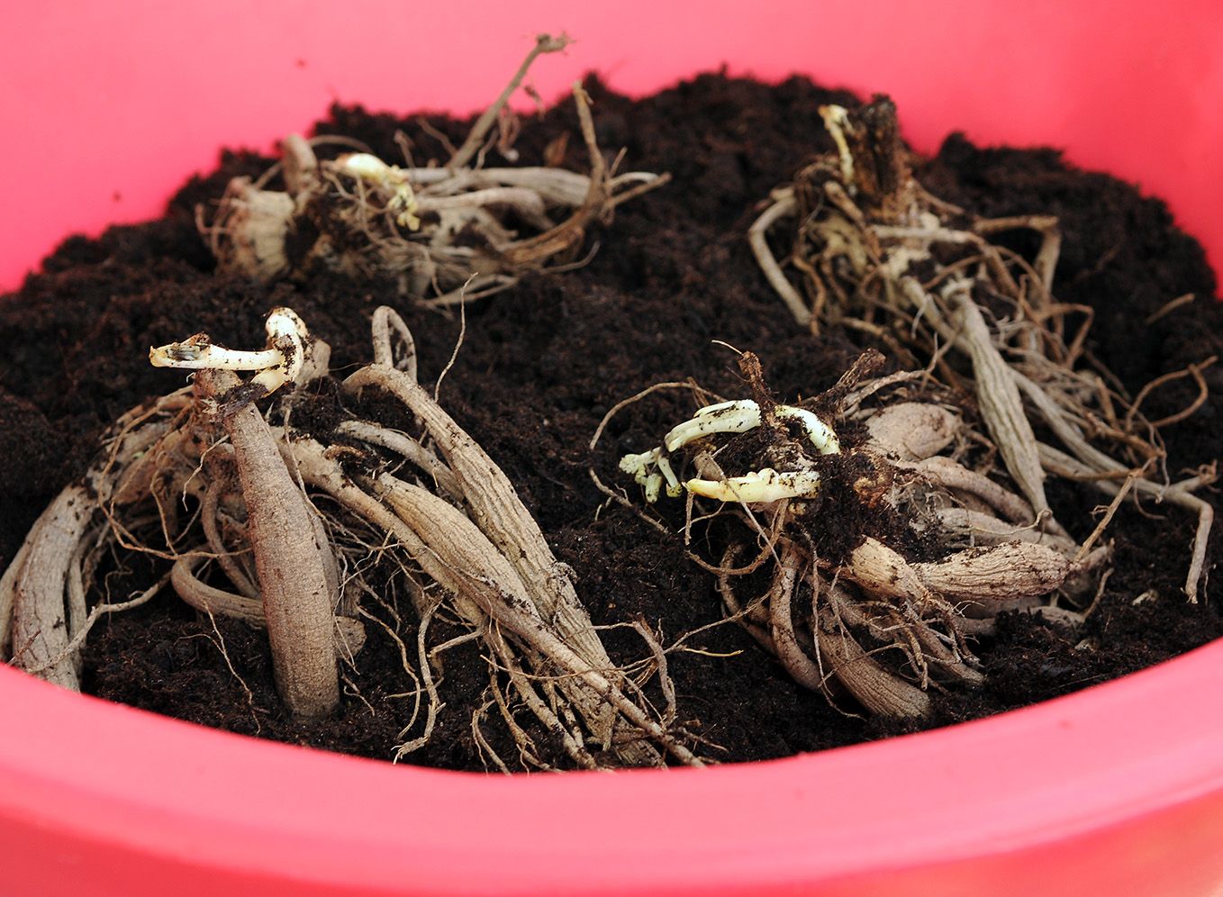 Starting Dahlias In Pots For Early Flowering